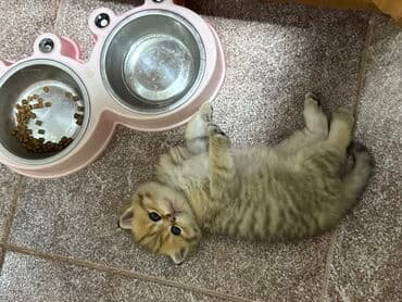 ən ucuz pişiklər: Britan — 10