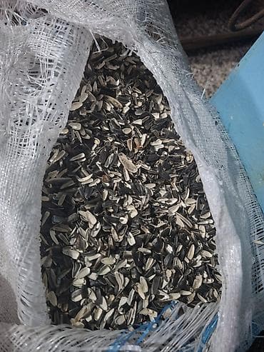 Günəbaxan tumu qabığı