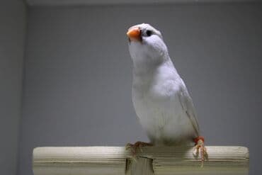 hazır hicablar: Amadin quslari saglam ve hazir quslardir. cüt veya tek satilir. qiymet — 10