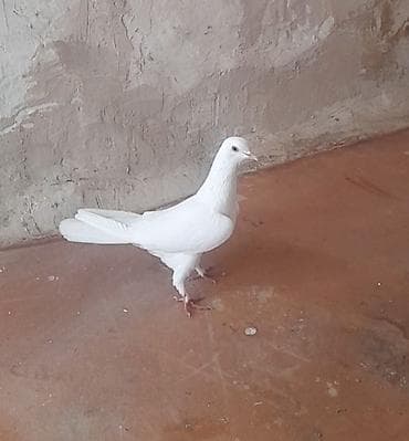 goyercin: 12 tukdu — 1