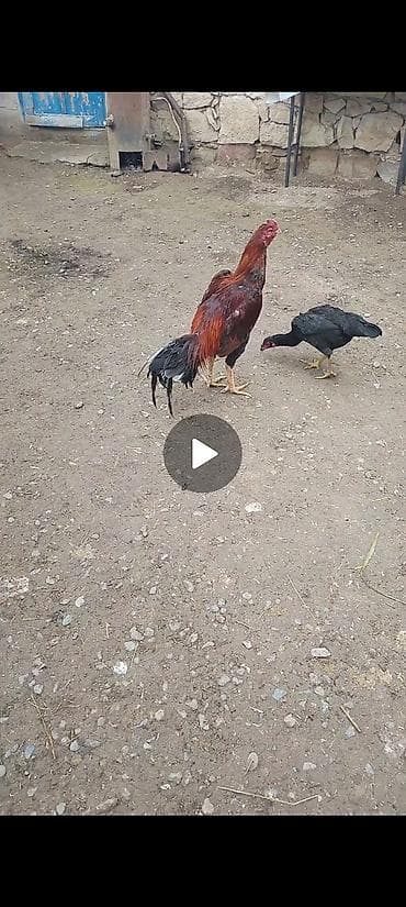 şana xoruz: 11aylqd tam sağlam heyvanf — 3