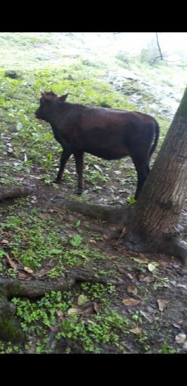yerli inekler: Məhsul: İnək Təsvir: - Rəng: açıq krem və qəhvəyi-ağ ləkəli (iki — 5