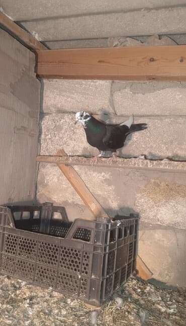 ordek nece gune bala cixarir: 4ədəd quşdu içində 1 ədəd türk göyərçini var onun tək qiyməti 30 — 1