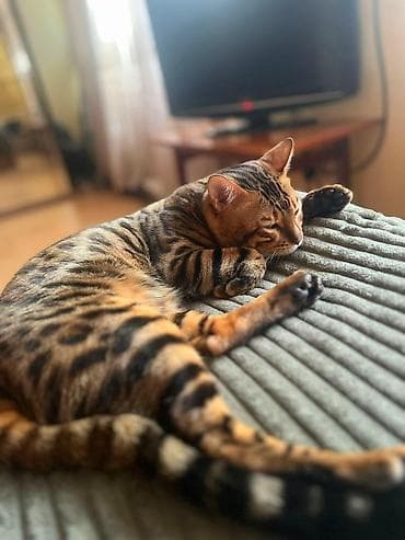 syam pişik: Benqal, Erkək — 2