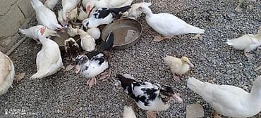 bala afçarka: Muscovy (Hind) ördəkləri – müxtəlif yaşlarda sürü - Cins: Muscovy — 3