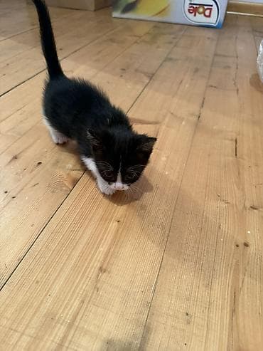 pisi: Erkək, Dişi, Yaxşı əllərə — 4