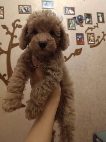 böyük itlər: Pudel, 1 ay — 3