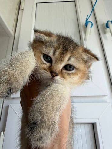 şotlan pişik: Şotland yastı qulaq, Erkək, Dişi, Yaxşı əllərə, Ünvandan götürmə, Pulsuz çatdırılma, Ödənişli çatdırılma — 207