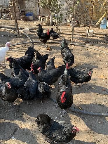 Pişiklər: Toyuq, Australorp, Damazlıq, Ünvandan götürmə — 6