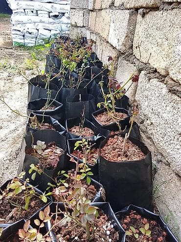 kloun paltari: Məhsul: Qızılgül şitilləri (konteynerdə) Təsvir: - Qara plastik — 3