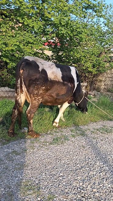 той пудель цена в баку: Самка, лет: 6, Для молока, Самовывоз — 4