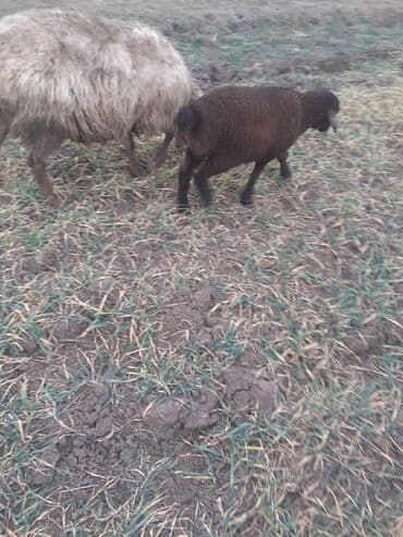 5 ci qardı dişdəri əladı balsı erkəydi ciddi şəxslər zəngin vursun lalafo.az -da 5 ci qardı dişdəri əladı balsı erkəydi ciddi şəxslər zəngin vursun