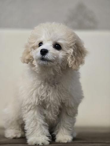 gelincik heyvan: Pudel, 4 ay, Erkek, Peyvəndli — 2