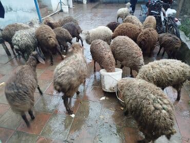 qala qoc: Quzular 20 quzudu 10 erkek 10 dişi kom 225 lə tek tek seçib götürənə — 1