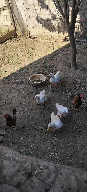 ordek şekli: Ağ ördək sürüsü - Növ: ev ördəyi, ağ rəngli, narıncı dimdik və — 4