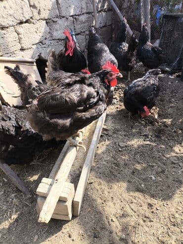 arpa bugda: Toyuq, Damazlıq — 8