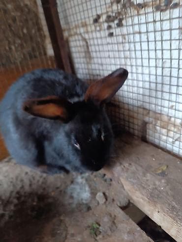 Сельхоз птицы: Saglam heyvanlardi bir erkey iki disidi istesen maraqlana biler — 5