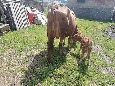 sort inekler: Qırmizi inəyin altındakı bala Erkey 6 balasıdir8 litr süd verir.Qara — 2