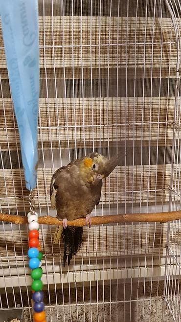 Tutuquşları: 2 korella qəfəslə və yuvayla 1 aylıq yem və vitaminləri ilə birlikdə — 5