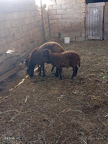 Qoyunlar, qoçlar: Super morkaraman qoyunu ekiz balayla cavan heyvandi bir erkey bir disi — 3