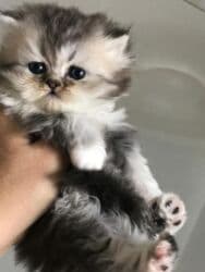 maraqli pişik adları: Fars — 1