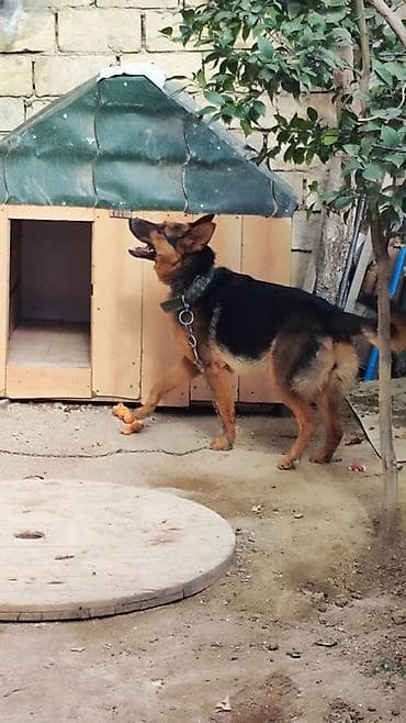 купить собаку в: Немецкая овчарка — 2