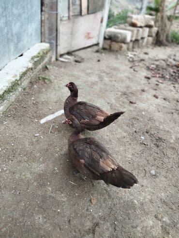 Inəklər, öküzlər: Dişi, | Lal ördək, Damazlıq — 2