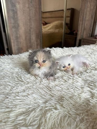 bala keçi: Fars, Erkək, Dişi, Yaxşı əllərə, Ünvandan götürmə, Pulsuz çatdırılma, Ödənişli çatdırılma — 5