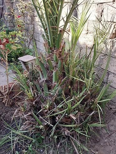 Xurma (xurma xurması, Phoenix dactylifera) – həyət üçün dekorativ — 4