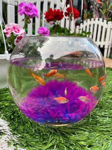 Balıq Akvarium 30₼