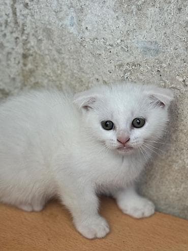 Şotland yastı qulaq