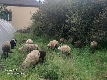 cins inəklər: Dişi, il: 5, 40 kq, Damazlıq, Ünvandan götürmə — 4
