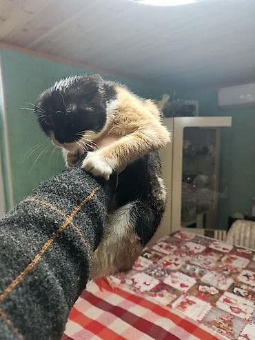 pisiyler: Şotland — 2