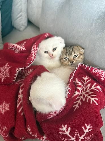 Şotland yastı qulaq