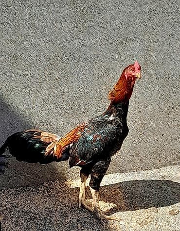 papuqay type 1: Heyratı xoruz satılır. Cinsi brazil, 1 yaş 6 aylıqdır. Bala almışam — 6