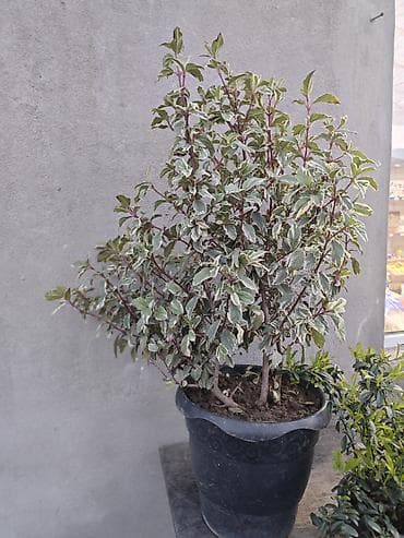 dekor dasi: Dekorativ bağ bitkiləri – qablarda - Cordyline (rəngli zolaqlı — 3