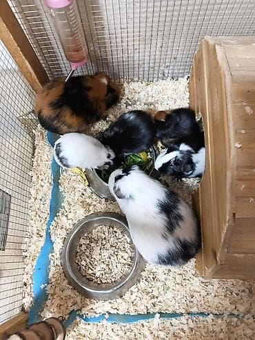 ] 🐹 Ən sakit və ən sübür Ginepiqlər artıq hazırdır! [  ] Evdə səs-küy