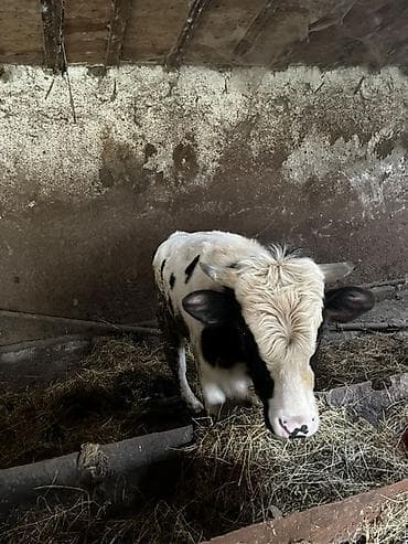 Süd istiqamətli gənc mal-qara - Cins/type: Alaca (qara-ağ ləkəli) -