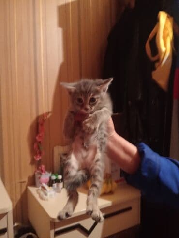 pişim: Şotland, Dişi, Yaxşı əllərə, Ünvandan götürmə — 2