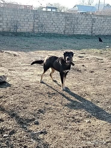 Satilir erkekdir 10 aylig dir Neftcala rayondadir lalafo.az -da Satilir erkekdir 10 aylig dir Neftcala rayondadir