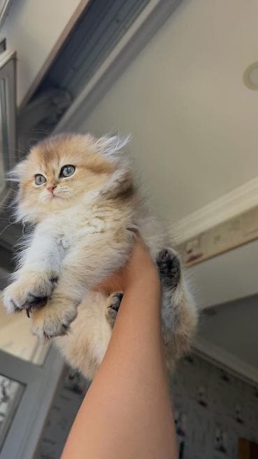 col quşu: Golden chinchilla dişi tam orginal gen . ata ny 11 ana ny 12 . Hər — 5