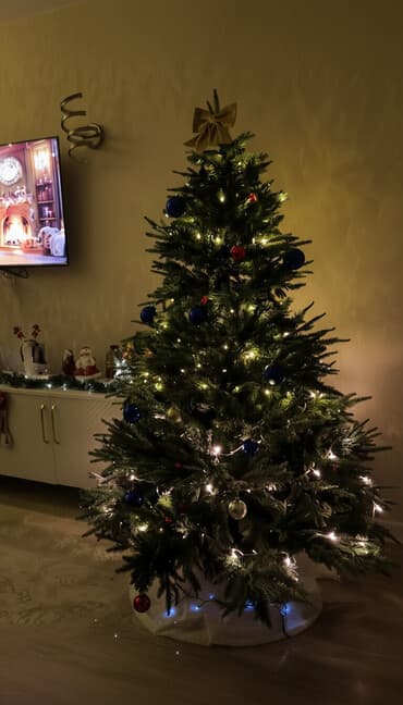 evkalipt ağacı: Əla vəziyyətdədir. Keçən il almışdım.180 sm ölçüdür. 230 manata idi — 2