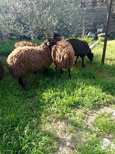 qoyun qala: Erkək, Qala, il: 1, 70 kq, Damazlıq, Ətlik, Ünvandan götürmə — 9