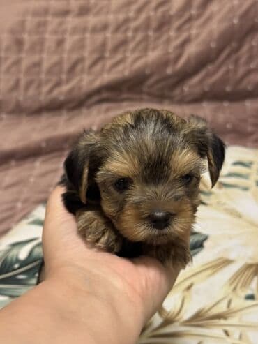 it yuvasi: Yorkşir teryer, 1 ay, Erkek, Sənədli — 1