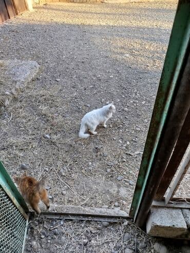 heyvanlar üçün mallar: Məhsul: Ev pişiyi (ağ uzun tüklü) Xüsusiyyətlər:Sahibləndirilir - — 1