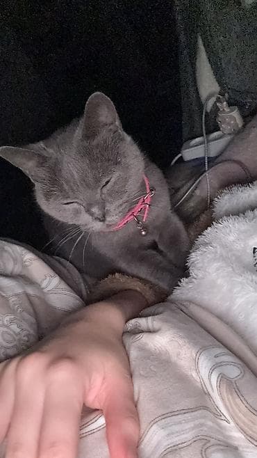 it qiz adlari: Boz britan pisiyi cinsi dişi pulnan satmiram sadece baxmaga imkan — 3