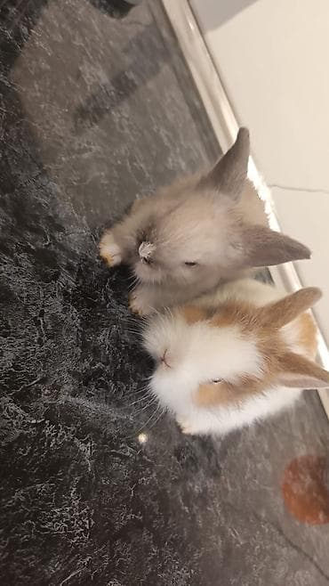 Mal-qara: Cins boyumeyen dovşan balalari. Tek ve top satilir. Çatdirma metro ve — 2