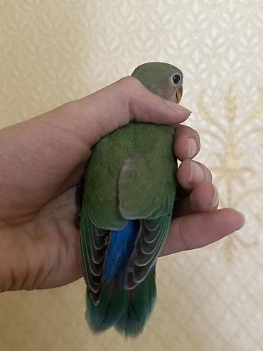 qarğa balası: Salam 45 günlük baladı təzə yemə düşüb əl dişləməyi yoxdu — 4