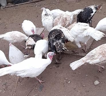 Kənd təsərrüfatı quşları: Tecili Satılır! 18 eded hinduşka. 4 erkek qalanı fere. Hazırda — 3