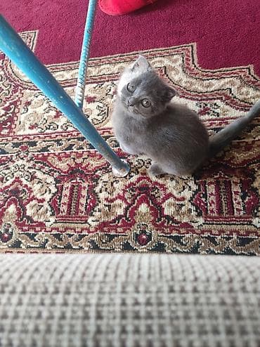 кошка шотландская цена: Salam. Şotland pisiyidi 2 ayligdi. disidi atasida anasida Şotland-di — 6